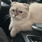 قطه سكوتش للبيع التواصل