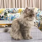 قطتين أليفات للبيع