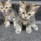 قطط صغار لتبني