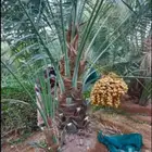 نخل جثايث اخلاص سكري برحي صقعي هلالي شيشي نخيل واشنطني زينه