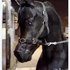 طلب ايجاد عمل