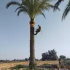 توريد نخيل