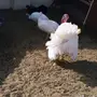 دجاج رومي