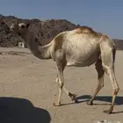 ناقة خلفه ذلول