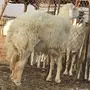 فحل حري صنف
