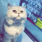 قطو ذكر للتزاوج بريتش شانشيلا حجم ضخم للتزاوج . بس للتزاوج