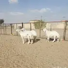 رخال صنف فاخر
