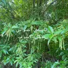 شتلات ياسمين استرالي