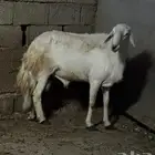 فحل ضان مشروط