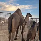 جمل اصفر كايف