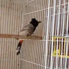 بلبل كشميري للبيع