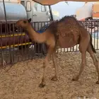 للبيع قعود مغللق شحم وحال