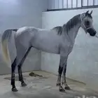 حصان واهو مكس