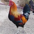 مجموعه دايكه - ديك