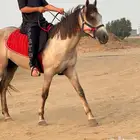 حصان مميز وسريع للبيع