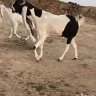 للبيع معزا طيبه العدد 3