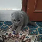 قطه سكوتش للتبني