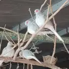 يمام ماسي