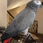 كاسكو للبيع