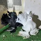 زوجين رقاص هندي فواخر