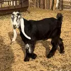 فحل عارضي جدع.