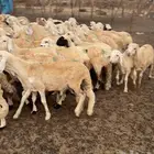 ذبيحتك بأفضل سعر