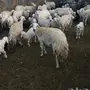 غنم 100 تحتها 65