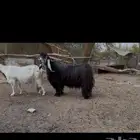 فحل عارضي خصم