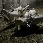 اذكروا الله وصلوا عليه نبينا محمد 4 غنم ماشالله مقاني ربعا