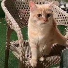 قطط للتبني