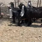 جذعات عوارض كفو صنف