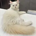 قط شيرازي