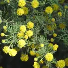 يوجد بذزر شجرة الأكاسيا