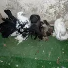 زوج رقاص معاه فرخين