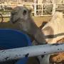 قعود باتلي فردي