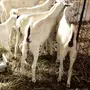 تيوس بيشيات سمان ونظيفه