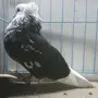 حمام قطايف