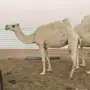 وضحا ضريبه حايل