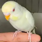 بادجي البينو