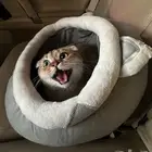 قط سكوتش فولد