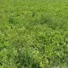 للاجار ارضية غنم بطيخ واعشاب اخرى