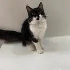 قط توكسيدو دلوع وحنون للتبني