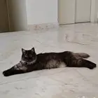 للتبني قط شيرازي