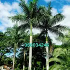 نخل واشنطني ونخل ملوكي للبيع