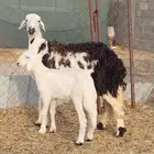 شاه ثنيه والد للبيع