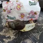 حلزون أفريقي عملاق مع اغراضه