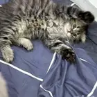 بيع قطط قطة قطه قطط صغيره