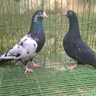 كمندر عاشق