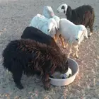 رخال نجدي وتيوس بيشيشحم ولحم
