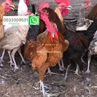 ديك العدد 24 عنيزة